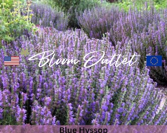 Sementes de Hissopo Azul (Hyssopus officinalis), erva amiga dos polinizadores, ideal para chás, bordaduras e jardins aromáticos | Plantas Perenes