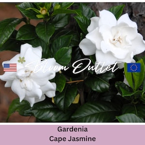 Puede incluir: Primer plano de una flor de gardenia blanca con hojas verdes. La flor est&aacute; en plena floraci&oacute;n y tiene una fragancia delicada. La imagen tambi&eacute;n incluye el texto "Bloom Outlet" y las banderas de los Estados Unidos y la Uni&oacute;n Europea.