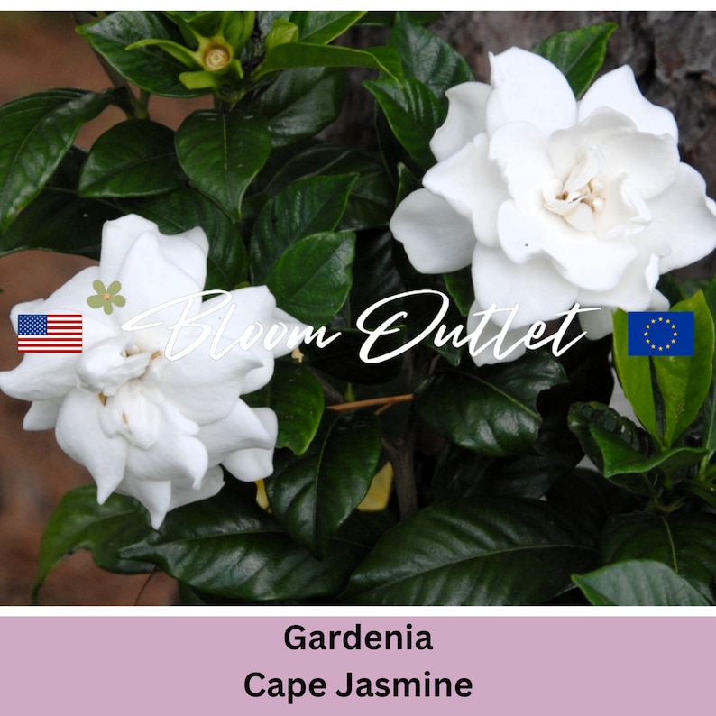 Puede incluir: Primer plano de una flor de gardenia blanca con hojas verdes. La flor est&aacute; en plena floraci&oacute;n y tiene una fragancia delicada. La imagen tambi&eacute;n incluye el texto "Bloom Outlet" y las banderas de los Estados Unidos y la Uni&oacute;n Europea.
