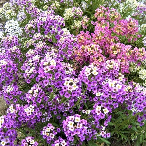 Sweet Alyssum Wandering Mix Flower Seeds Lobularia maritima Annual Garden Plants Samen