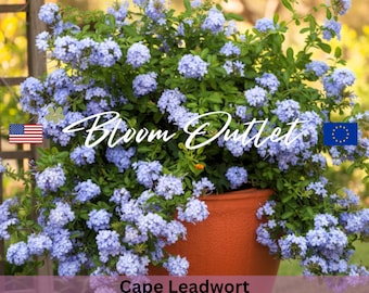 Cape Leadwort Seeds Plumbago Auriculata 25 Blue Perennial Flowering Shrub Garden Seeds