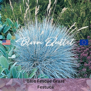 Blauschwingel Grassamen - Ziergarten Pflanzensamen Pakete - Steingärten - Mehrjährige Bodendecker - Terrasse