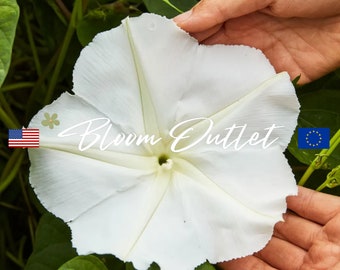 20/100 Morning Glory White Moonflower Seeds*Ipomoea noctiflora Alba*Fragrant 6 in/15cm Flowers*Night Owl Plant*Up to 70 ft in the Tropics*