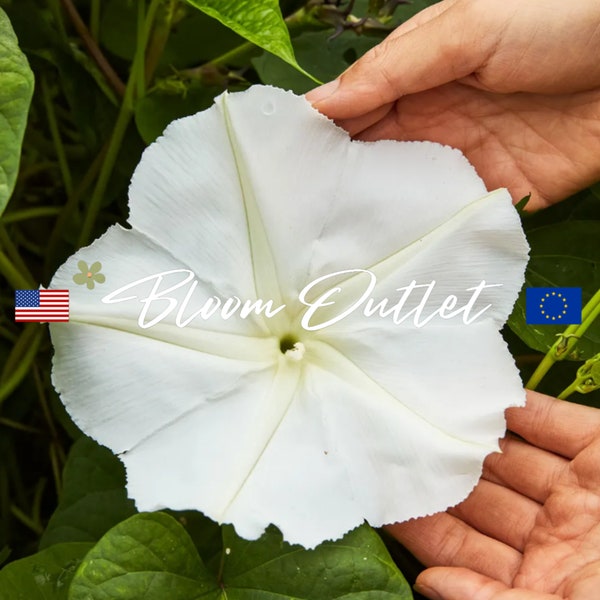 20/100 Morning Glory White Moonflower Seeds*Ipomoea noctiflora Alba*Fragrant 6 in/15cm Flowers*Night Owl Plant*Up to 70 ft in the Tropics*