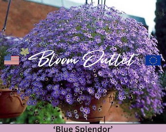 50/2500 graines de jardin Swan River Daisy Blue Splendor * Brachyscome iberidifolia * Déversements sur des récipients/paniers suspendus * Fleurs bleues brillantes *