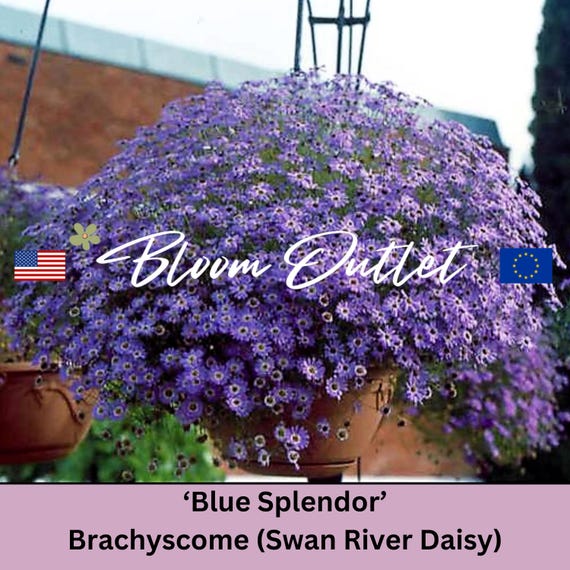 50/2500 Swan River Daisy Blue Splendor Garden Seeds*brachyscome