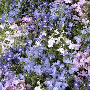 500 Palace Mix Lobelia Seeds*Shade/Rock Gardens*Groundcover*Lobelia erinus*Container Plant*Männertreu Samen*Saatgut*FLAT RATE SHIPPING