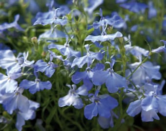 500 semi di Lobelia Palace Sky Blue*Lobelia erinus*Giardini all'ombra/rocciosi*Tappezzante*Männertreu Samen*Saatgut*SPEDIZIONE A TARIFFA FORFETTARIA in tutto il mondo