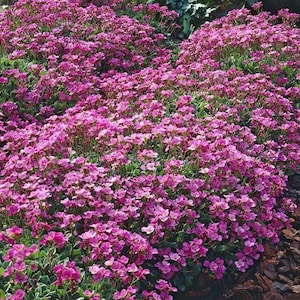 100 Rock Cress La Fraicheur Flower Seeds*Rockcress*Arabis caucasica rosea*A. arendsii*Garten-Gänsekresse samen*Groundcover*FLAT RATE SHIP