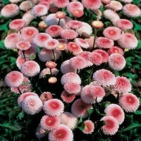 10/50P Bellis Tasso Strawberries and Cream English Daisy Flower Seeds*Bellis perennis*Cute Double Button Flowers*Pelleted*FLAT RATE SHIPPING