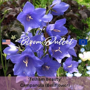 100/500 Telham Beauty Glockenblumensamen*Pfirsichblättrige Glockenblume Gartensamen*Blaue Glockenblume*Campanula persicifolia*PAUSCHAL VERSANDKOSTENFREI