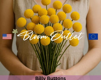 Semillas de Billy Buttons, flor de baqueta, semillas de Craspedia Globosa, flor seca favorita, flor de bola amarilla, semillas de esqueje perenne para jardín