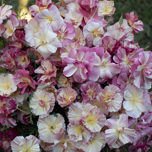 100 Double California Poppy Thai Silk Appleblossom Chiffon Improved*Annual Garden Flower Seeds*Eschscholzia*Kalifornischer Mohn*FLAT RATE SH