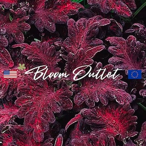 May include: Close-up of a plant with dark red, burgundy, and green leaves. The leaves have a crinkled texture and are arranged in a dense cluster. The plant is labeled "Bloom Outlet" with an American flag and a European Union flag.