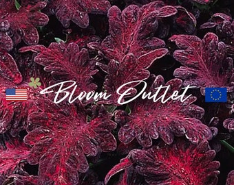 50/100 nasion Coleus Black Dragon Flower * Egzotyczne ząbkowane liście * Czerwone/fioletowe/czarne liście * Roślina doniczkowa * Ogrody wewnętrzne/zewnętrzne * Rośliny do skrzynek okiennych
