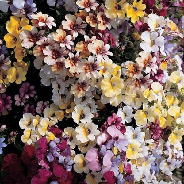 Nemesia Carnival Mix Flower Garden Seeds*100/500 Cape Jewels*Nemesia strumosa Annual Flower Plants Samen Blumensamen Saatgut Seeds