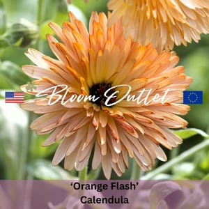 May include: A close-up of an orange and yellow calendula flower with the text 'Bloom Outlet' and 'Orange Flash' Calendula.