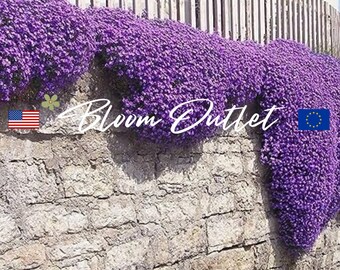 ROYAL CASCADE Aubrieta Gartensamen*Aubrieta kultorum*Blaue Blume*Rockcress*Steingarten Mauer*Bodendecker