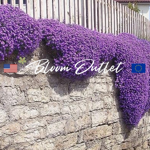 ROYAL CASCADE Aubrieta Gartensamen*Aubrieta kultorum*Blaue Blume*Rockcress*Steingarten Mauer*Bodendecker