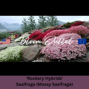 Mossy Saxifrage Seeds – ROCKERY HYBRIDS MIX, Pink/Rose/Carmine/White Flowers, Saxifraga arendsii Perennial Ground Cover Plant, Rock Gardens