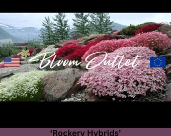 Semillas de Saxífraga Musgosa – MEZCLA DE HÍBRIDOS DE ROCALLA, Flores Rosadas/Carmín/Blancas, Saxifraga arendsii, Planta Perenne Cubre Suelo, Jardines de Rocas