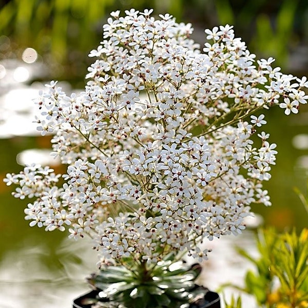 15.000/1g o 75.000/5g Saxifraga cotyledon Semillas suculentas*Saxifraga piramidal*VENTA AL POR MAYOR A GRANEL Semillas de flores