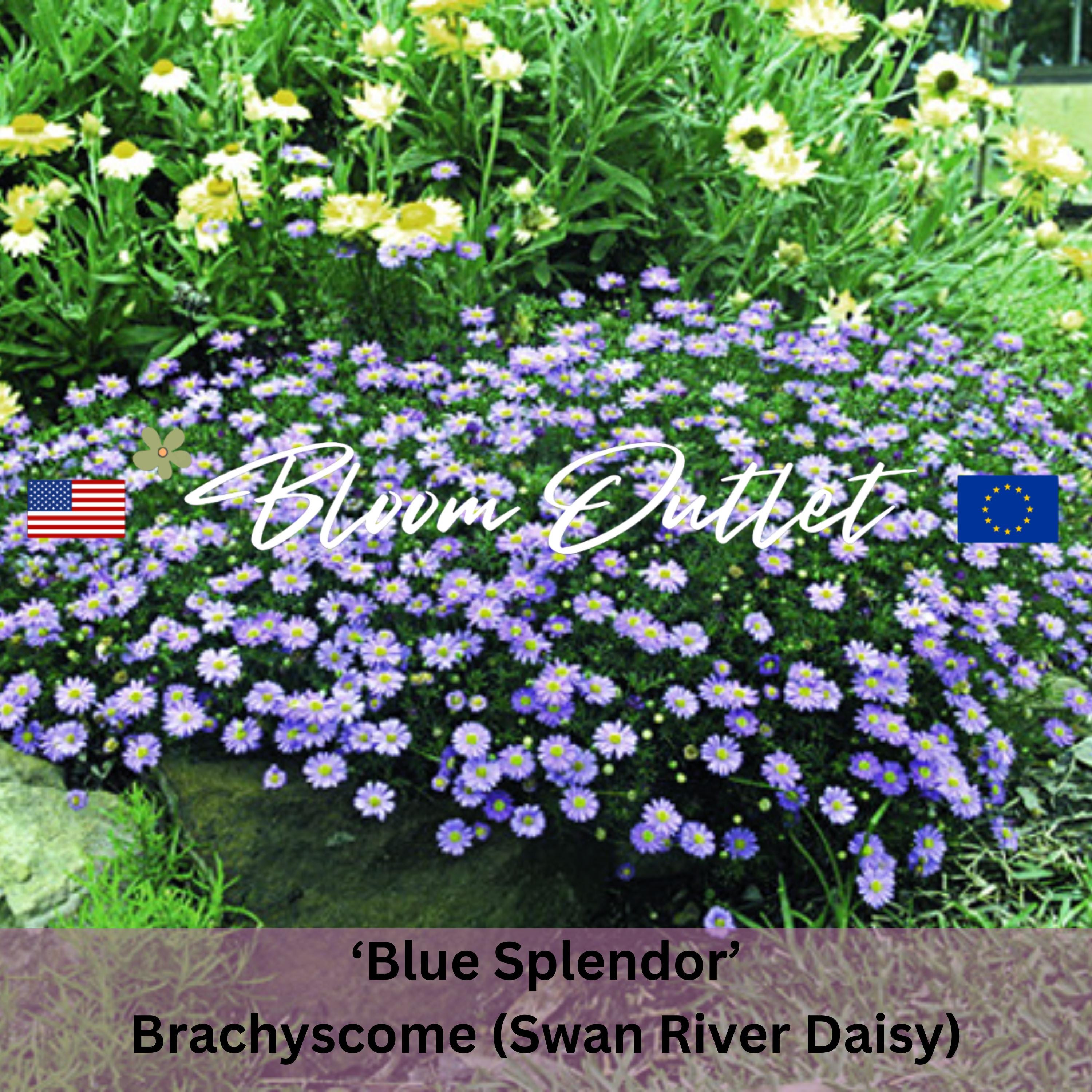 Brachycome Splendor 50/2500 Swan River Daisy Blue Splendor Garden Seeds*brachyscome ...
