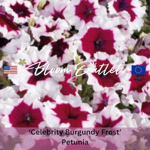 50 Sementes de Petúnia Celebrity Burgundy Frost, Flor de Jardim, Sementes de Petúnias Extremamente Tolerantes à Chuva