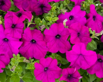 50 Petunia SUCCESS! 360 Violet Flower Seeds*Easy to Grow Plants*Hanging Baskets/Container Gardens*Petunia hybrida grandiflora*FLAT SHIP