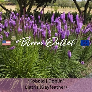 25/100 Liatris Kobold/Goblin Gayfeather Seeds*Liatris spicata*Deep Purple Flower Spikes*Plants Turns Bronze in the Fall*Container Gardens