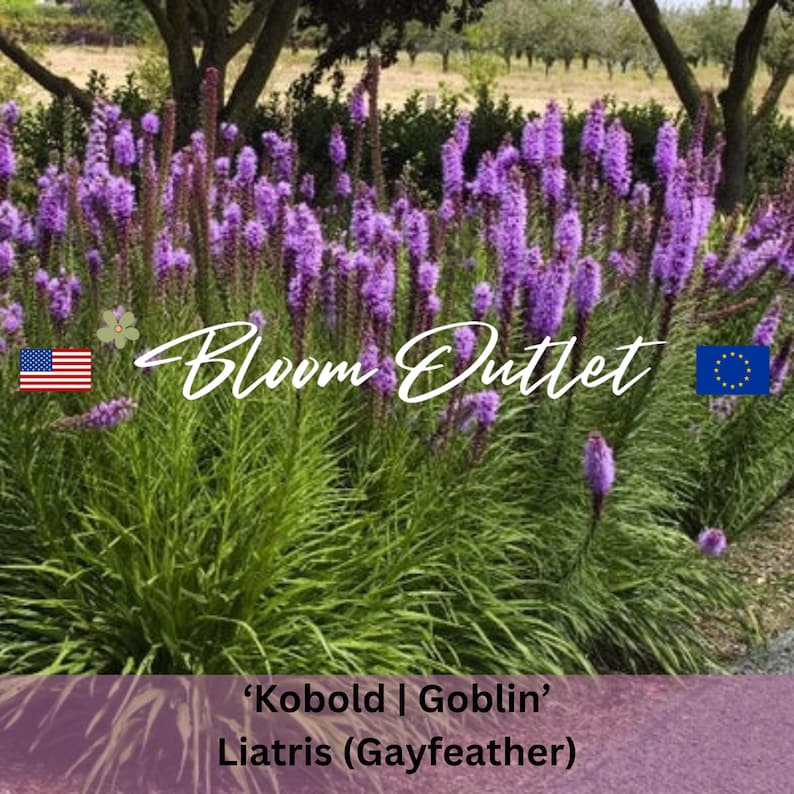 25/100 Semillas de Liatris Kobold/Goblin Gayfeather *Liatris spicata*Espigas de flores de color morado oscuro*La planta se vuelve bronce en otoño*Jardines en macetas imagen 1