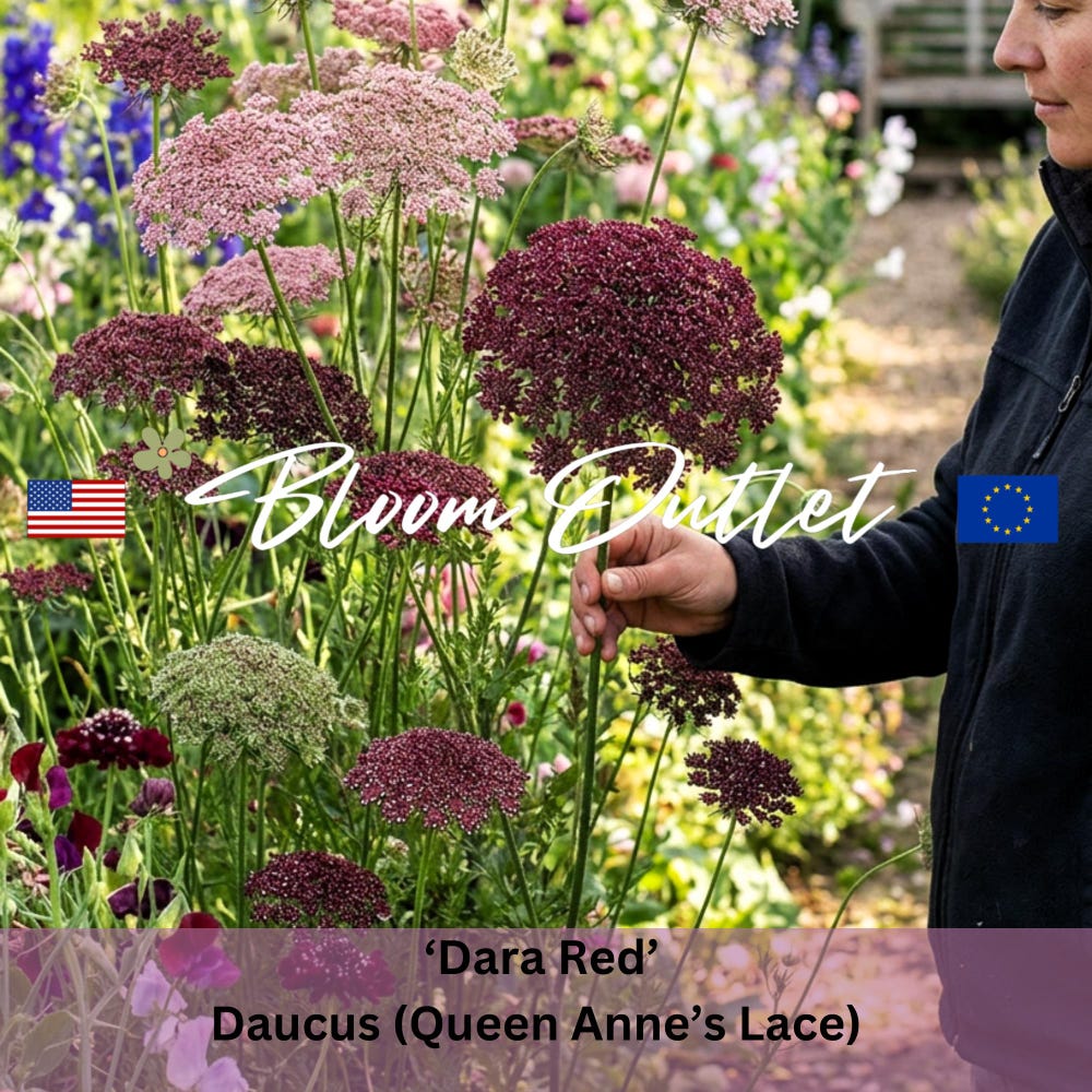 BloomOutlet - Etsy