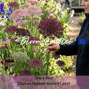 Semillas de encaje de la Reina Ana, 100 DARA RED, Daucus carota, semillas de jardín, zanahoria ornamental con flores*Grandes flores de 7 a 12 cm de color rojo a rosa
