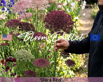 Queen Annes Lace Seeds, 100 DARA RED, Daucus carota, Garden Seeds, Ornamental Flowering Carrot*Large 3-5 in/7-12 cm Red to Pink Flowers