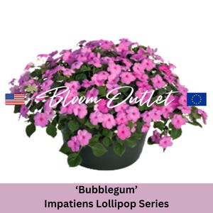 Op de afbeelding: Een roze 'Bubblegum' Impatiens Lollipop Series plant in een zwarte pot. De plant staat in volle bloei met veel roze bloemen.