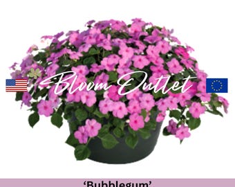 Semillas de Impatiens Lollipop Bubblegum: flores de color rosa vibrante, ideal para jardines de sombra, ¡cubre la maceta! Fáciles de cultivar, semillas para plantar en jardinería.