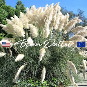 Può includere: Un grande ciuffo di erba della pampa bianca con lunghe piume piumate. L'erba cresce in un giardino con fogliame verde e un cielo blu sullo sfondo. Il testo "Bloom Outlet" è visibile nell'immagine.