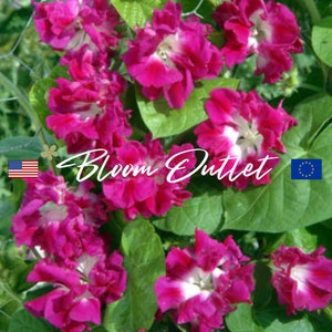 Könnte beinhalten: Nahaufnahme von rosa und weißen  Windenblumen mit grünen Blättern. Die Blüten haben einen weißen Mittelpunkt und eine tiefrosa äußere Schicht. Der Text "Bloom Outlet" ist in der Mitte des Bildes sichtbar.