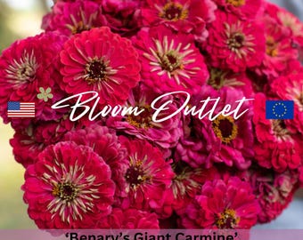 25 semillas de zinnia gigante carmín de Benary: flores rosas vibrantes para jardín y flores cortadas, semillas de zinnia doble para plantar.