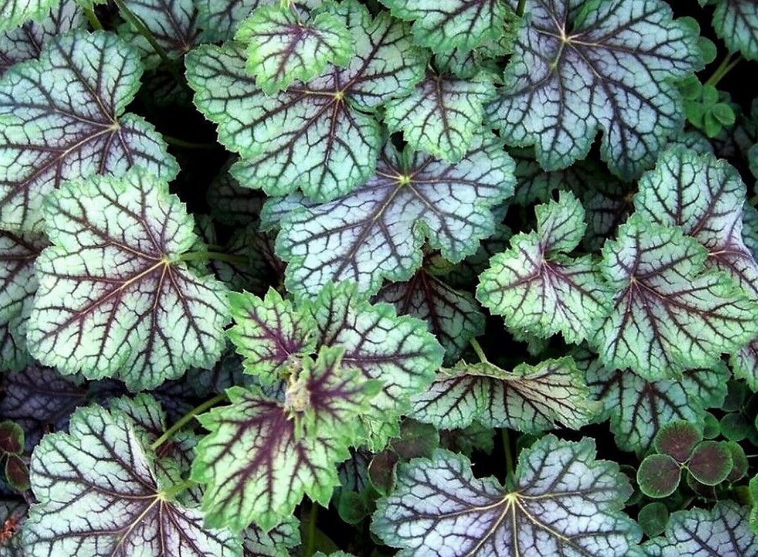 Heuchera Dale S Strain Coral Bells