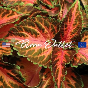 Peut inclure: Gros plan sur une plante de Coleus aux feuilles vives vertes, orange et rouges. Les feuilles ont un bord festonné et une surface texturée. La plante est étiquetée "Bloom Outlet".