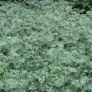 25/250/1000 Wormwood Planting Seeds*Absinth*Absinthe*Artemisia absinthium*Silvery Gray Foliage*Garden Perennial*FLAT SHIP