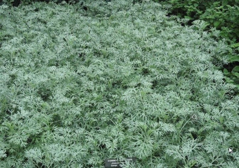 25/250/1000 Wormwood Planting Seeds*Absinth*Absinthe*Artemisia absinthium*Silvery Gray Foliage*Garden Perennial*FLAT SHIP