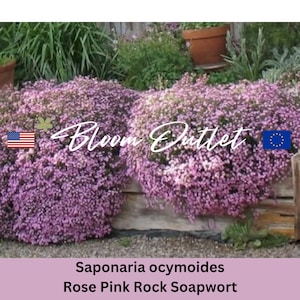 Saponaria Rock Seifenkraut Samen - mehrjährige Bodenbedeckung, rosa Blüten, bestäuberfreundlich, trockenheitsresistent, einfach zu züchtende Blume