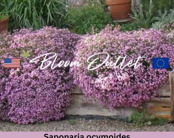 Saponaria Rock Soapwort Seeds – Perennial Ground Cover, Pink Blooms, Pollinator-Friendly, Drought-Tolerant, Easy to Grow Flower