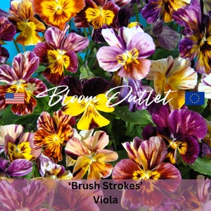Pansy Seeds &#39;BRUSH STROKES&#39; Horned Violet, Striking Flowers, Hardy Annual, Edible & Fragrant Gardening Plants, 100 Seeds