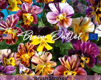 Pansy Seeds 'BRUSH STROKES' Horned Violet, Striking Flowers, Hardy Annual, Edible & Fragrant Gardening Plants, 100 Seeds