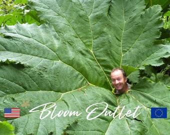 40 Giant Rhubarb Seeds*Dinosaur Food*Gunnera manicata*AGM Award*One of the largest Perennials on Earth*Leaves 6-10 ft/1.8-2.4m*to 15ft*