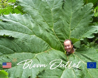 40 semillas de ruibarbo gigante*Alimento para dinosaurios*Gunnera manicata*Premio AGM*Una de las plantas perennes más grandes de la Tierra*Hojas de 6-10 pies/1,8-2,4 m*a 15 pies*