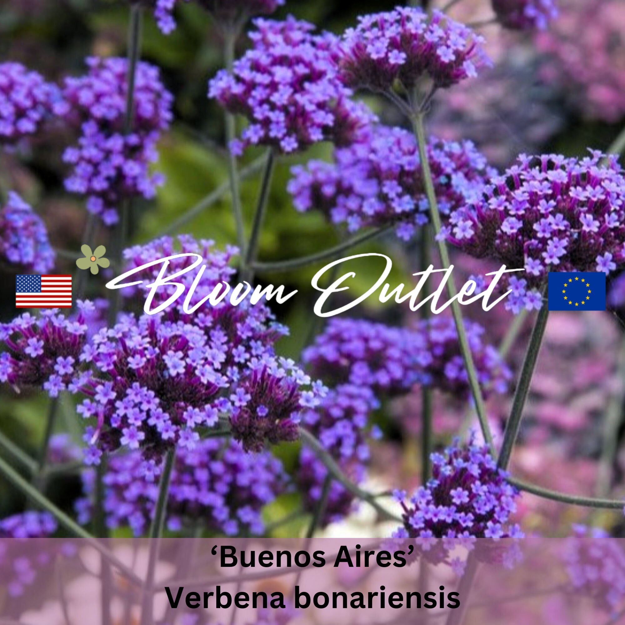 Compra semillas de planta de flor de Verbena Bonariensis blanca para  impresionantes flores en tu jardín, image size:2000x2000